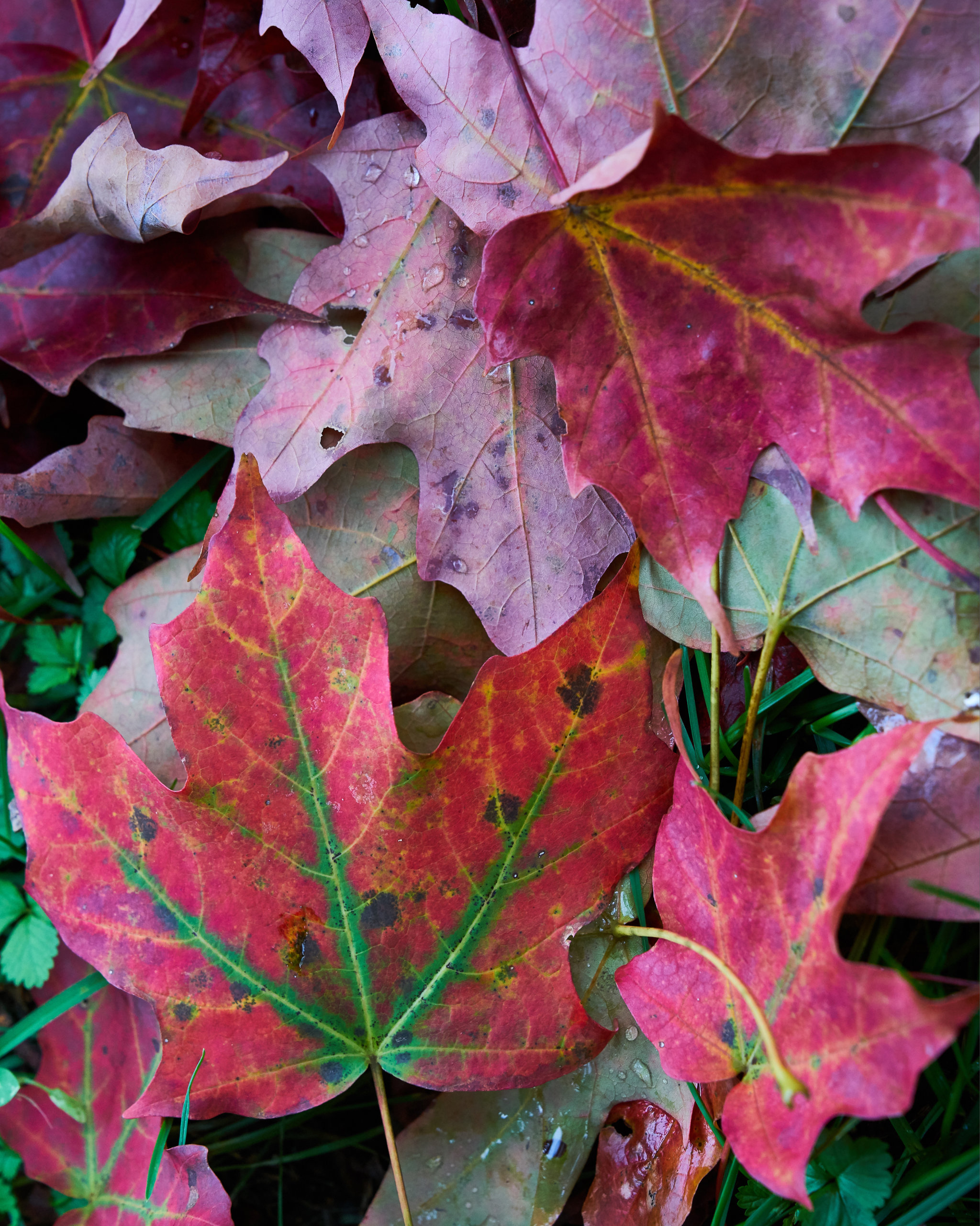 Maple Leaves